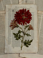 Load image into Gallery viewer, Original Italian Book Pages From 1550 - Set/8