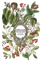 Load image into Gallery viewer, IOD, Iron Orchid Designs Holiday Release 2025 Clementine Transfer Pad