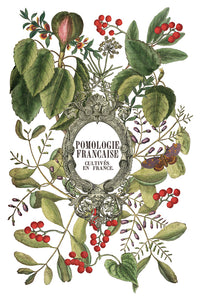 IOD, Iron Orchid Designs Holiday Release 2025 Clementine Transfer Pad