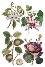Load image into Gallery viewer, IOD, Iron Orchid Designs Holiday Release 2025 Clementine Transfer Pad