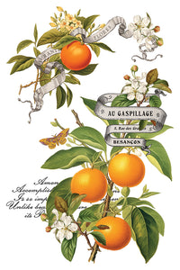 IOD, Iron Orchid Designs Holiday Release 2025 Clementine Transfer Pad