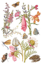 Load image into Gallery viewer, Furniture Transfer – Iod Primrose Isle Botanical Wildflower Summer 2026