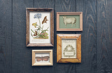 Load image into Gallery viewer, Brocante Transfer pad Iron Orchid Designs IOD