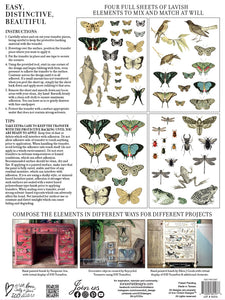 IOD Iron Orchid Designs Entomology Etcetera Transfer Pad