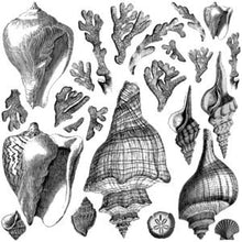 Load image into Gallery viewer, IOD Iron Orchid Designs Seashore Stamp