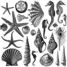 Load image into Gallery viewer, IOD Iron Orchid Designs Seashore Stamp